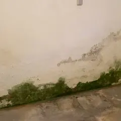 Grüne Algen und abblätternder Putz an der Wand zeigen aufsteigende Feuchtigkeit in einem Haus ohne Keller.