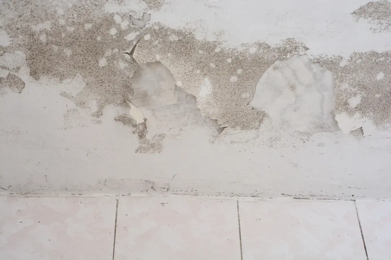 Schimmel und abblätternde Farbe an einer Wand im Keller. Der feuchte Keller zeigt deutliche Spuren von Feuchtigkeitsschäden.